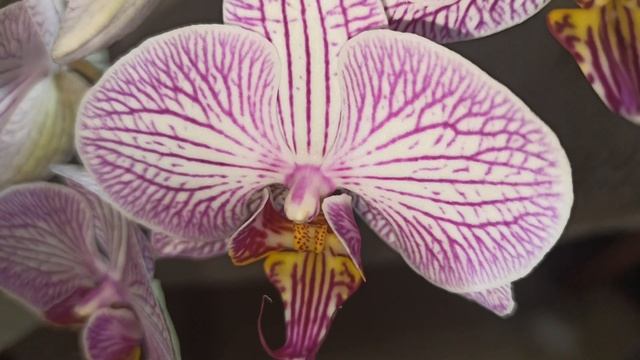 Вредители не спят, клоп вонючка. Орхидея Phalaenopsis сорт Lady Mackbeth и Sogo Yenlin 'Suggestion' смотреть онлайн