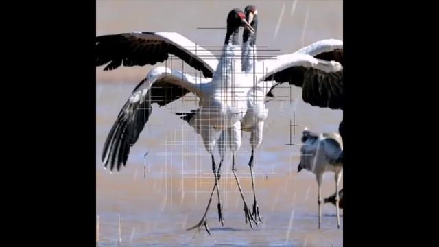 Сибирь-тайга 3