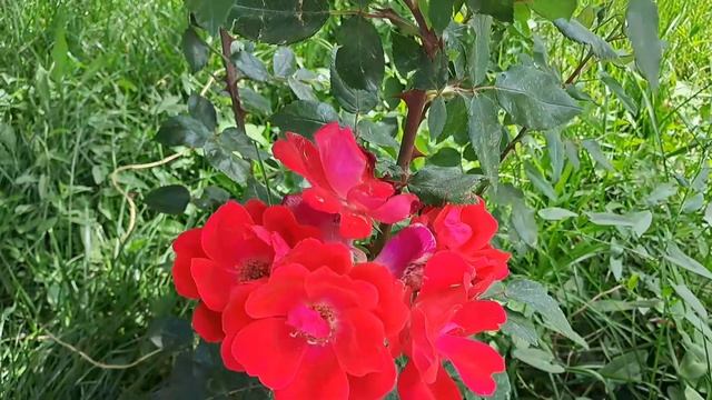 ГОРЯЧИЕ ИСТОЧНИКИ ЧУНДЖА.Ыстық су-Чунджа обзор.#Горячиеисточники#пайдалысу#шипалысу смотреть онлайн