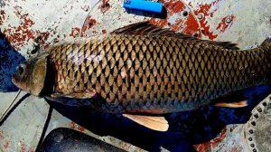 #Бурлинская РЫБКА #красивыеместа #рыбалка