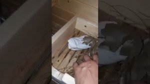 Репортаж о применении  ППШ-М и запаривателя «Теплов и Сухов» в бане.