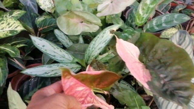 Philodendron, Prince of orange naging variegated смотреть онлайн