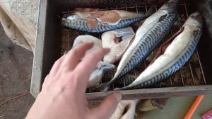 Коптим рыбу скумбрию и макрурус