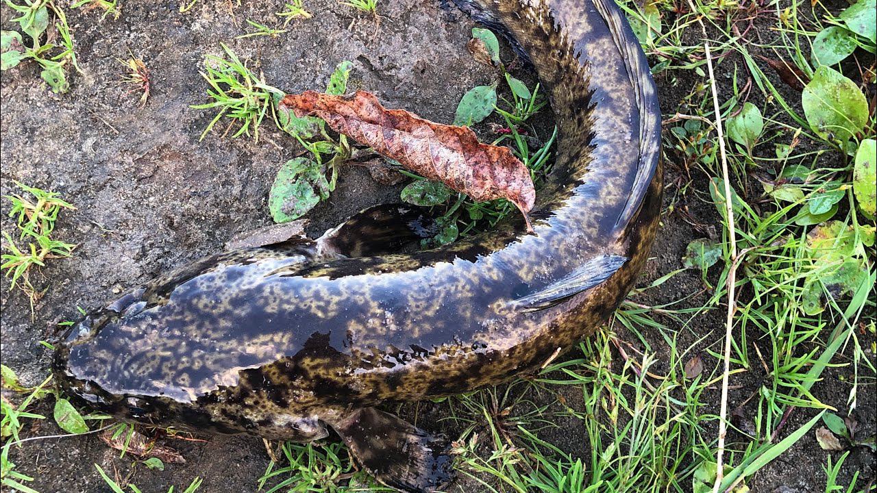 Донки на НАЛИМА на ОКЕ Поймал хороших налимов на червя смотреть онлайн