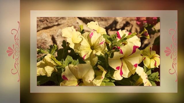 Цветочные зарисовки | Flower sketches | Free project ProShow Producer смотреть онлайн