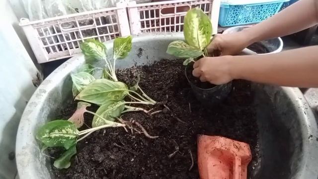 Pink Cochin Aglaonema Propagation in Mommy Lhyn's Garden смотреть онлайн