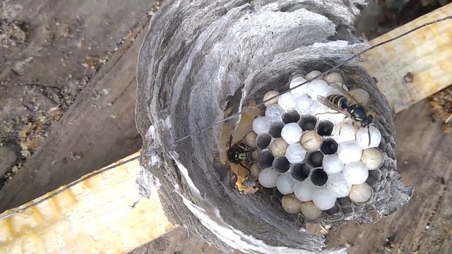 Осиное гнездо с расплодом в рамках улья