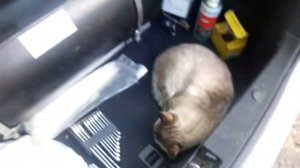 Как перекачать газ из машины в бытовой баллон