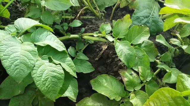 Копаю картошку Гранада Ред Скарлет Цыганка Пикассо Ривьера .Первая кукуруза . смотреть онлайн