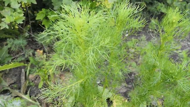 Какие цветы, травы взять для декупажа чая и где. смотреть онлайн