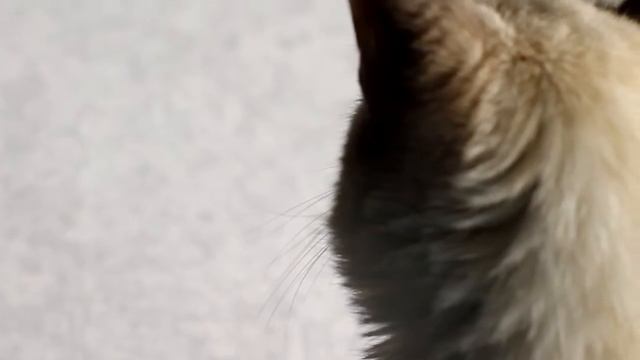 РИСУЕМ ПО НОМЕРАМ: ЯРКАЯ КАРТИНА НА РАМЕ DIY смотреть онлайн