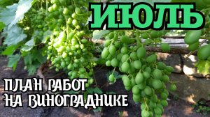 Июль 2024. План работ на винограднике.