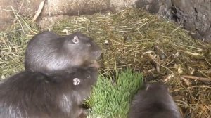 Что едят нутрии? чем кормить зимой нутрий? микрозелень для домашних животных