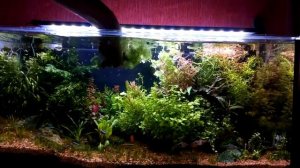 Аквариум 100  литров . Новый дизайн .