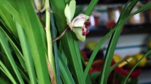 Орхидея ? Цимбидиум ? Уход в домашних условиях