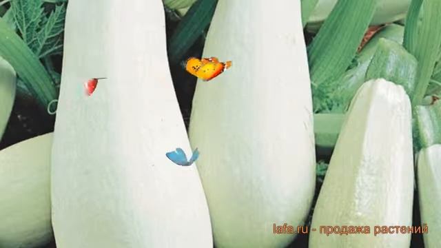 Кабачок белоплодные Белоплодные (beloplodnye) ? обзор: как сажать, семена кабачка Белоплодные смотреть онлайн