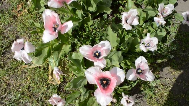 Красивая клумба с розовыми тюльпанами смотреть онлайн