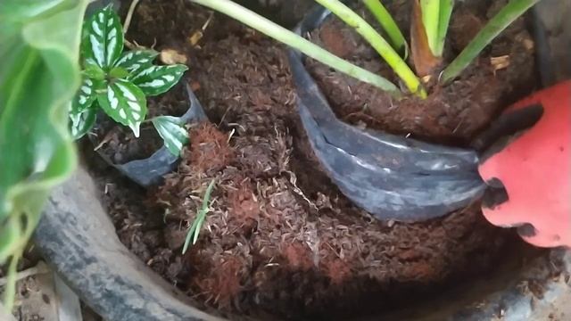 Philodendron Selloum Propagation