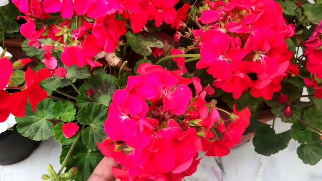 Geranium Plant Summer Care N Fertilizer, जेरेनियम के पौधे की देखभाल