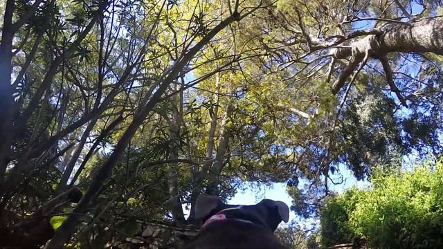 Pit Bull Tests GoPro Hero4 Black 1080 120fps смотреть онлайн