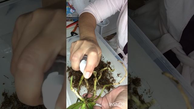 Yaphon Perfume x Taida Perl. Орхідея малятко. Крок 1. Пересадка? смотреть онлайн