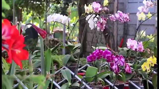 1era. Gran Feria Macorisana de Orquideas смотреть онлайн