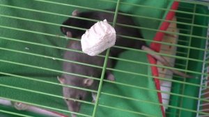 Могут ли жить в одной клетке хомяк и крыса?