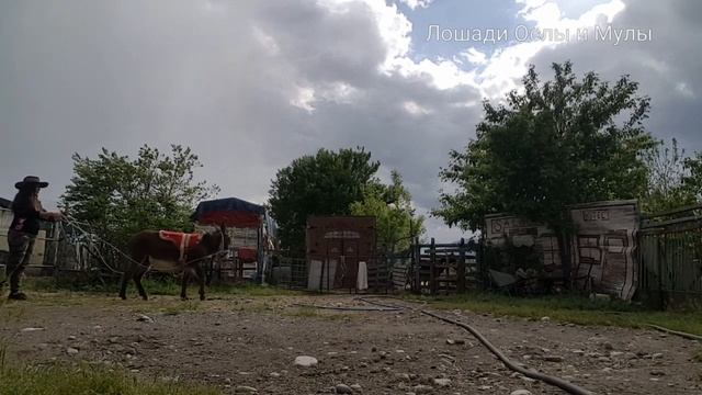 Пробую новый метод обучения ослика смотреть онлайн