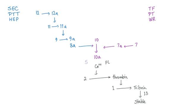 Coagulation Factors | Hemostasis | Hematology смотреть онлайн