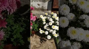 хризантема мультифлоры от черенков до цветения