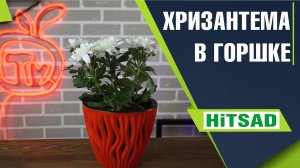 Хризантема в домашних условиях  Обрезка  Подкормка  Вредители
