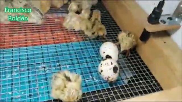Incubadoras e incubación. TODO!!! смотреть онлайн