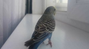 Пение волнистого попугая-Kevina