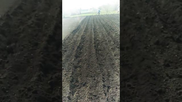 Мотокультиватор Husqvarna посадка картофеля смотреть онлайн