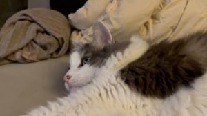 Котик