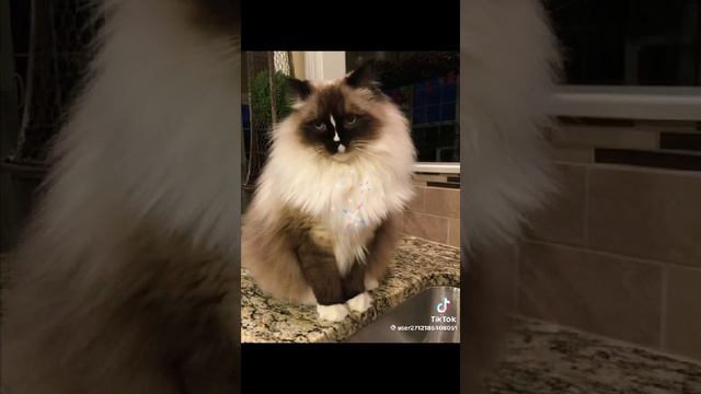 VID-20240302-WA0001.mp4 смотреть онлайн