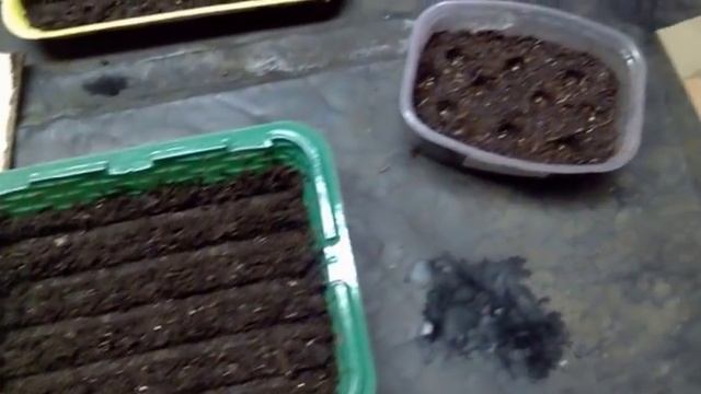 24/18 Посев гелиотропа и дихондры. смотреть онлайн