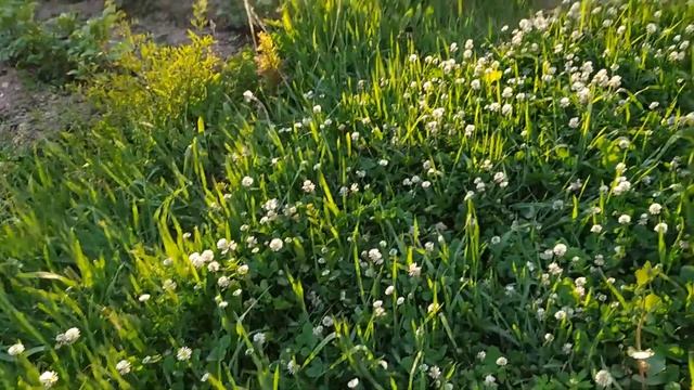 Первая завязь на перце. Проредила морковь и свеклу. Продолжаем строить беседку. 19.06.21. смотреть онлайн