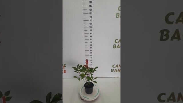 Alev Ağacı (Photinia fraseri 'Red Robin') смотреть онлайн