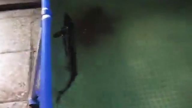 Осётр в УЗВ (установка замкнутого водоснабжения) | Первые шаги | Костистые рыбы | Аквариумистика смотреть онлайн