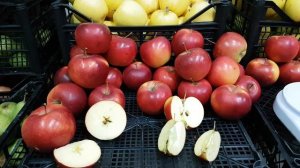 Сорт яблони Элиза \ apple variety Eliza