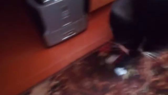 Алиска меня атаковала до крови))) смотреть онлайн