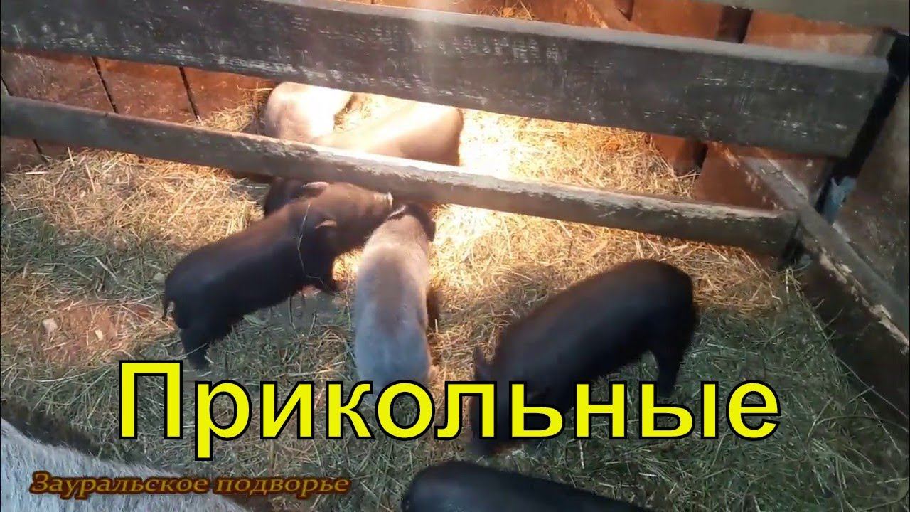Недельные поросята резвятся  Деревенская жизнь