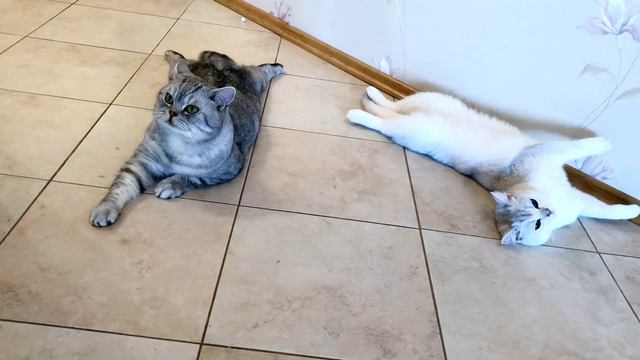 British cats🐈 Emmanuel 🍏and Cristal 💎are escorted me in the hallway.Так котики провожают у двери. смотреть онлайн