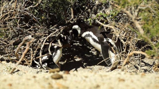 За тридевять земель - Pinguinera смотреть онлайн