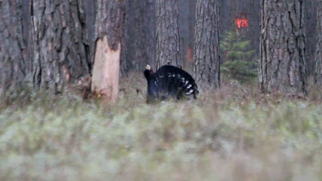 Подсочка леса на глухарином току смотреть онлайн
