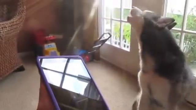 Dog sing better than justin beiber смотреть онлайн