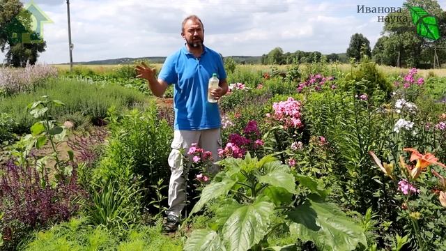 ЛУК ПОШЕЛ В СТРЕЛКУ. Что делать, если лук стрелкуется и цветет. Плюсы и минусы стрелкования лука. смотреть онлайн