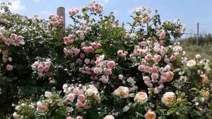 плетистая роза жасмина, питомник роз полины козловой, rozarium.biz.  rose wattle Jasmine variety