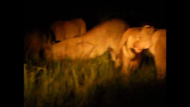 Nine Lions - Okavango Delta, Botswana (thenostomaniac.com) смотреть онлайн